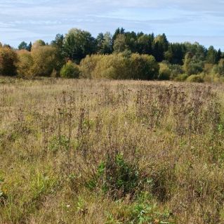 Золото осени