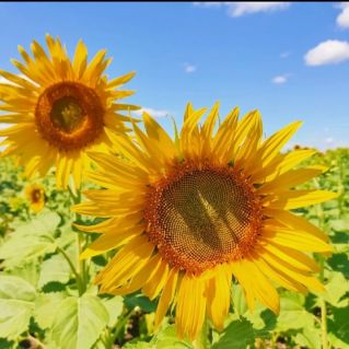 Солнце на ладошке