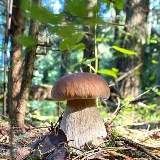 "Гриб Боровик"