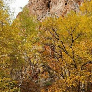 "Золотая осень"