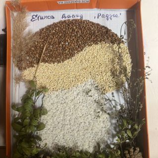 «Осенний гриб»