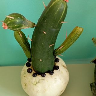 " Красивый кактус"