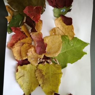 Петушок осенний гребешок