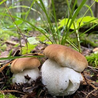 "Я - Боровик!"