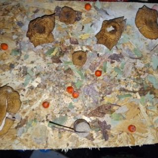 "На полянке выросли грибы"