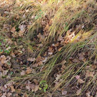 Листопад в осенней траве