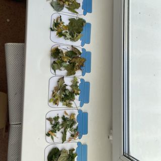 «Наша осень»