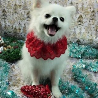 "Моё новогоднее чудо"