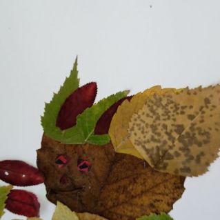 "Лесной житель" (аппликация из осенних листьев)