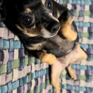 "Люблю тебя, мой славный друг"