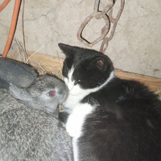 "Мне не до ловли мышей".