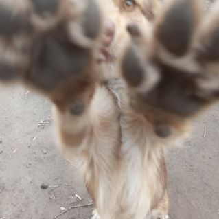 "Мой Бобик."