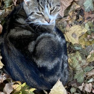 На ковре из желтых листьев