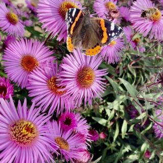 Мгновение осени