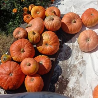 Подарок осени