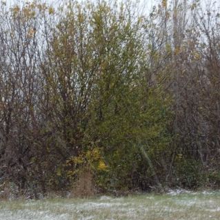 "Осень в саду"