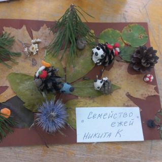 Семейство ежей