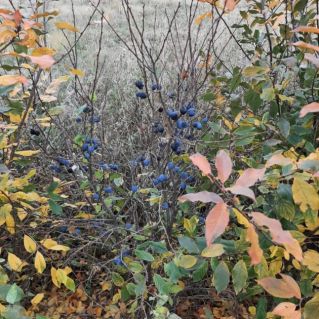 Прелести и богатство осени