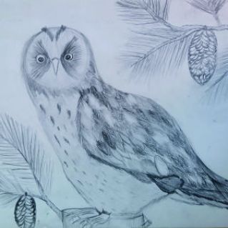 Сова на сосне