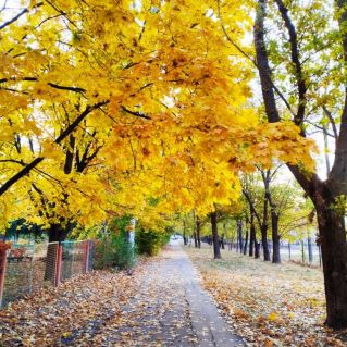 Осенний парк