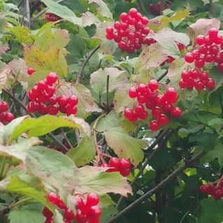 Красота осеннего леса