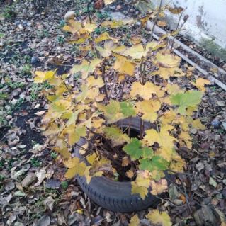 "Яркий огонёк  поздней осени"