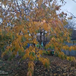 "Осень в саду"