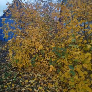 "Осенняя нежность"