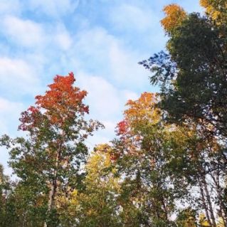 Осенняя пора