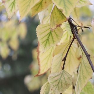 "Трепет осенних листьев"