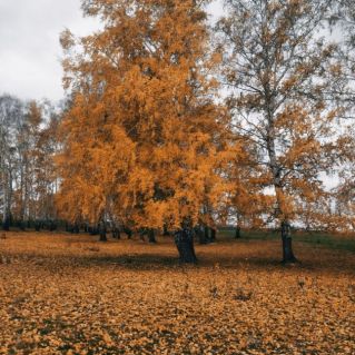 "Осенняя магия"