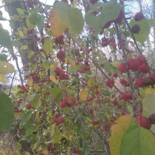 "Осень в лесу