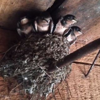 "Птенцы ласточек"