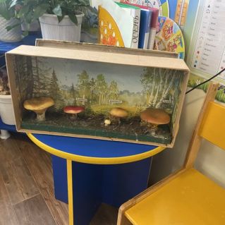 Осенние  лесные грибы