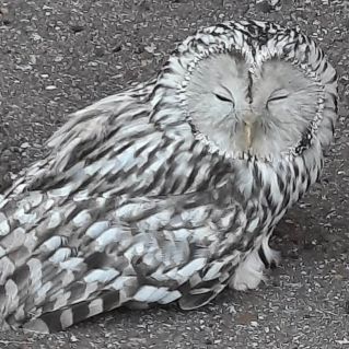 Гость пернатый