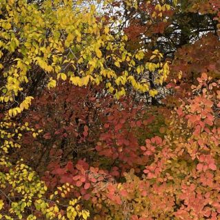 «Осенний калейдоскоп»