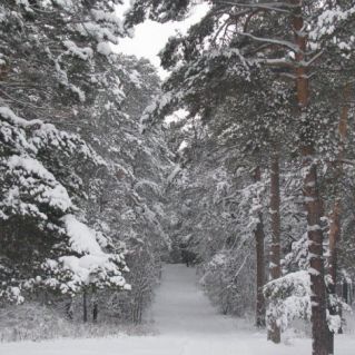 Зимний парк