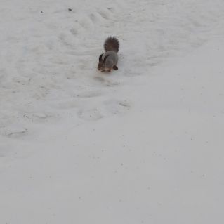 Белочка в лесу