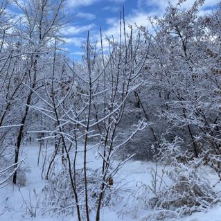 «Зимняя сказка»
