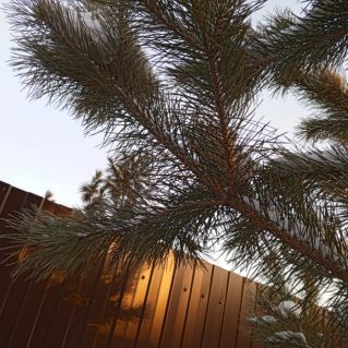 Снежная елочка