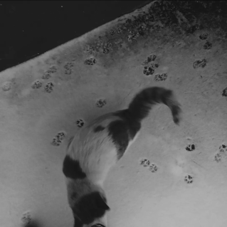 «Следы невиданных зверей»