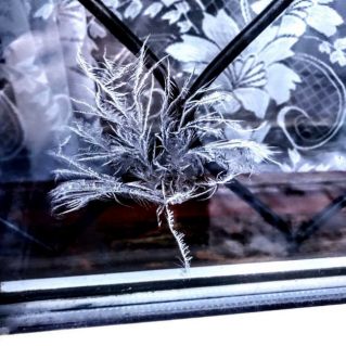 Зимний одуванчик