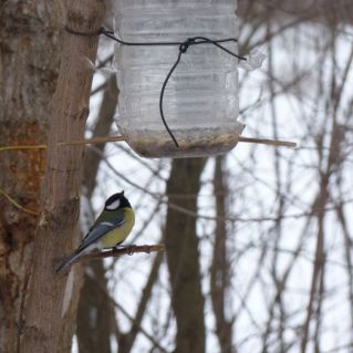 Покормите птиц зимой