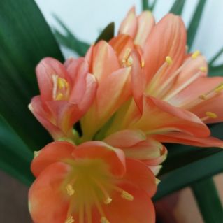 Оранжевое чудо