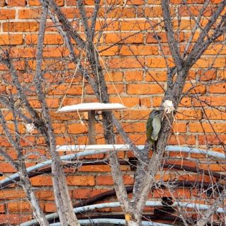 Пернатое спасибо