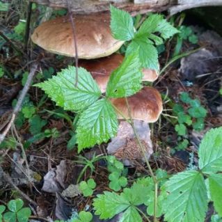 Удивительный гриб