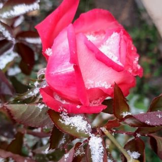 Последний цветок