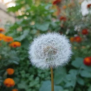 Луна и Звёзды