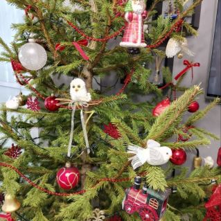 "Рождественская ёлка"