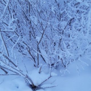 Зимняя красота